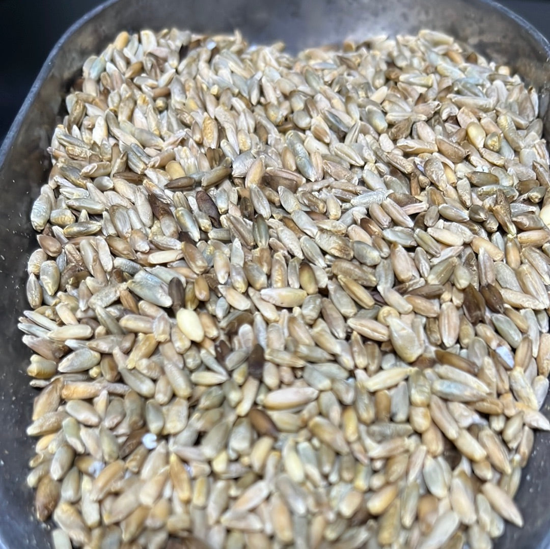 RYE GRAIN ORGANIC