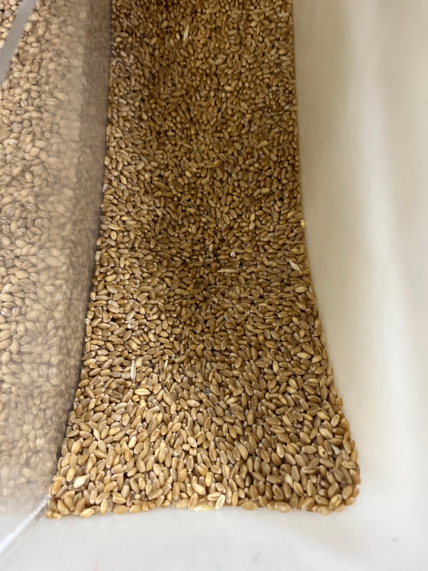 WHEAT GRAIN ORGANIC