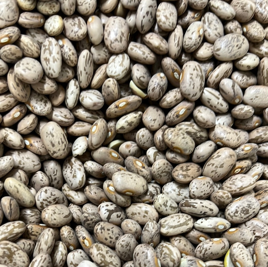 PINTO BEANS