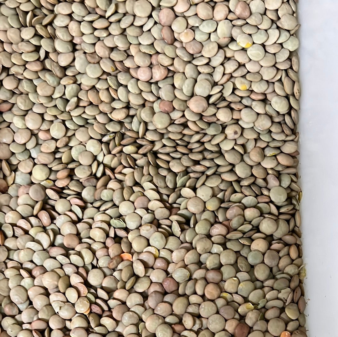 LENTILS BROWN/GREEN