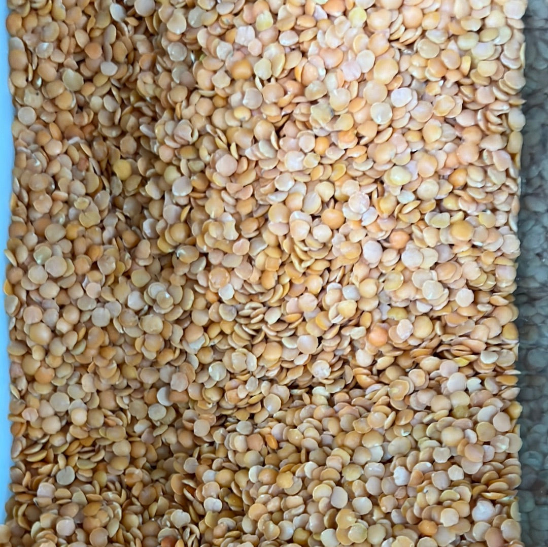 LENTILS RED