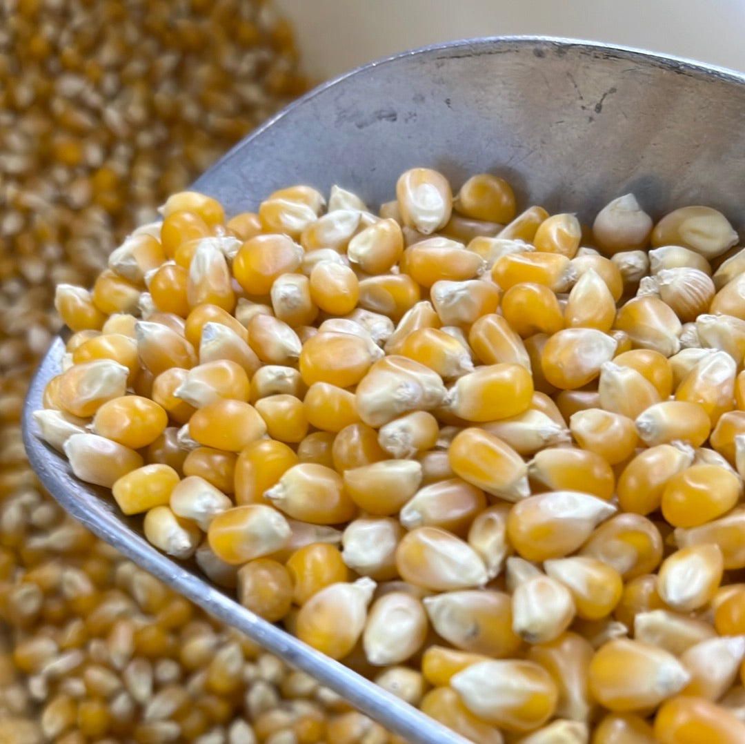 POPPING CORN