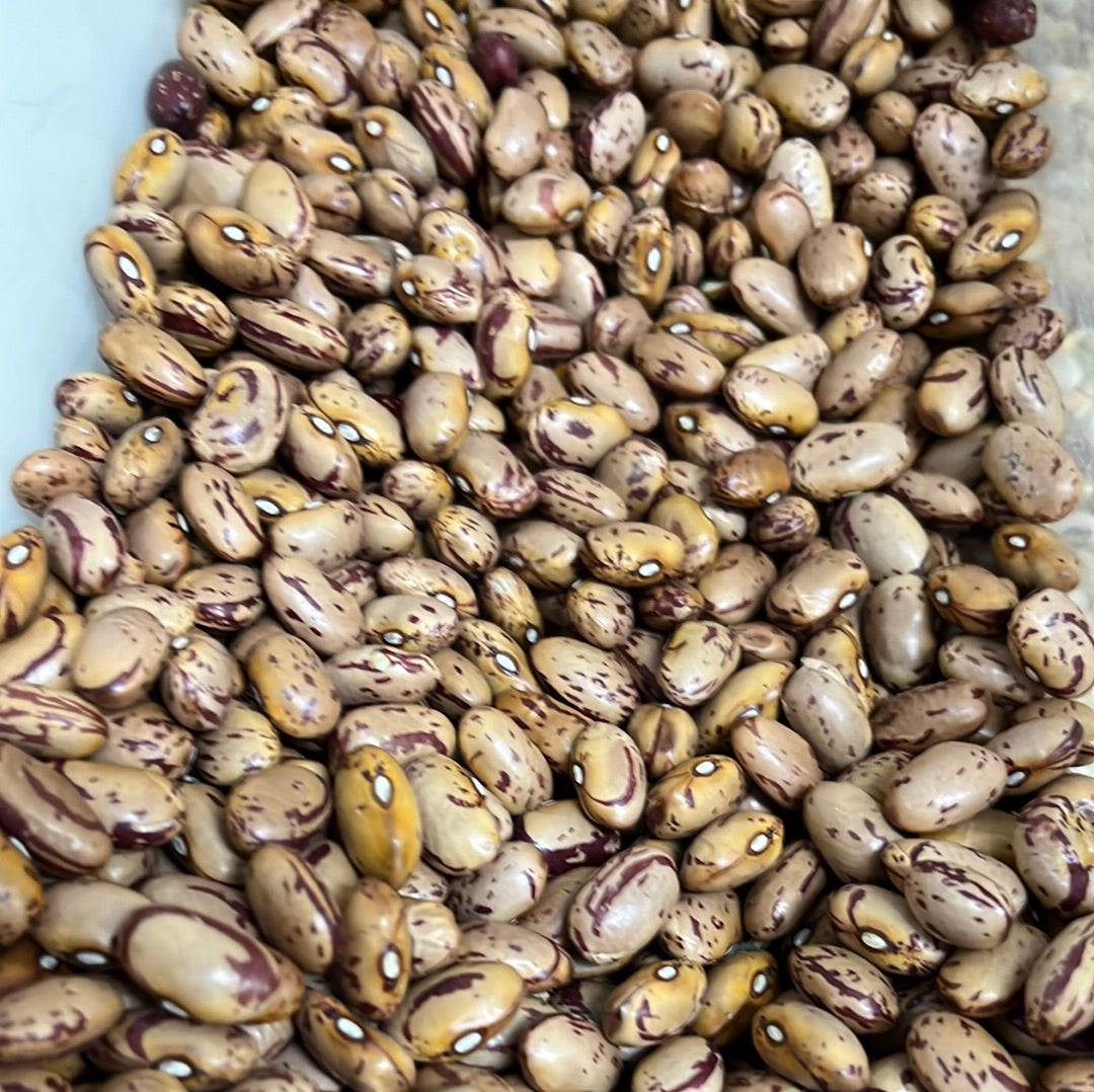 BORLOTTI BEANS