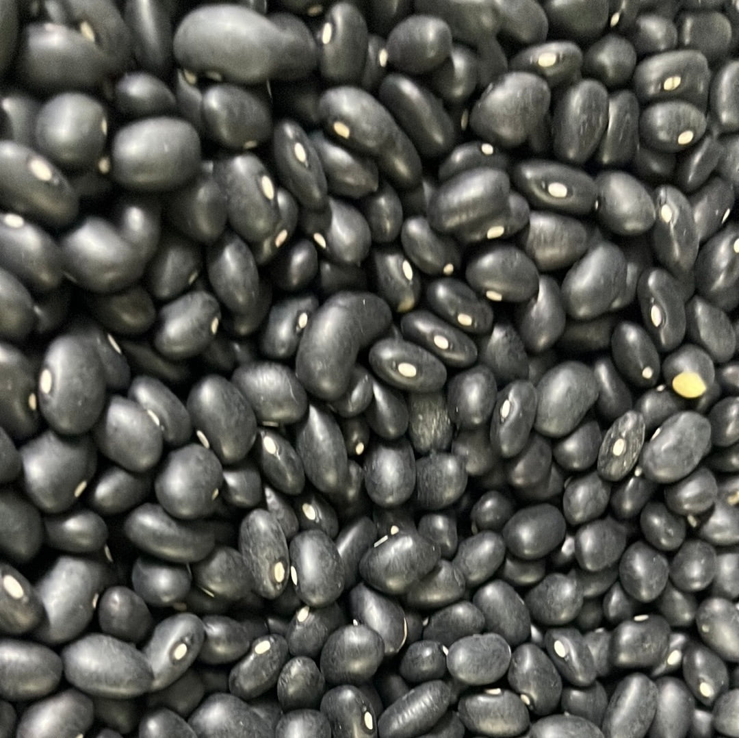 BLACK BEAN - TURTLE