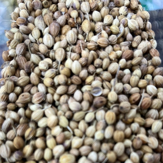 CORIANDER SEED